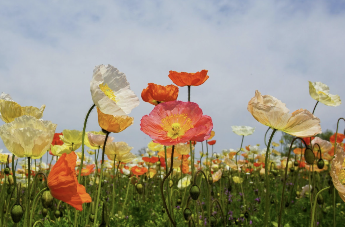 Floral Business Activator | Floral Upstart Blog