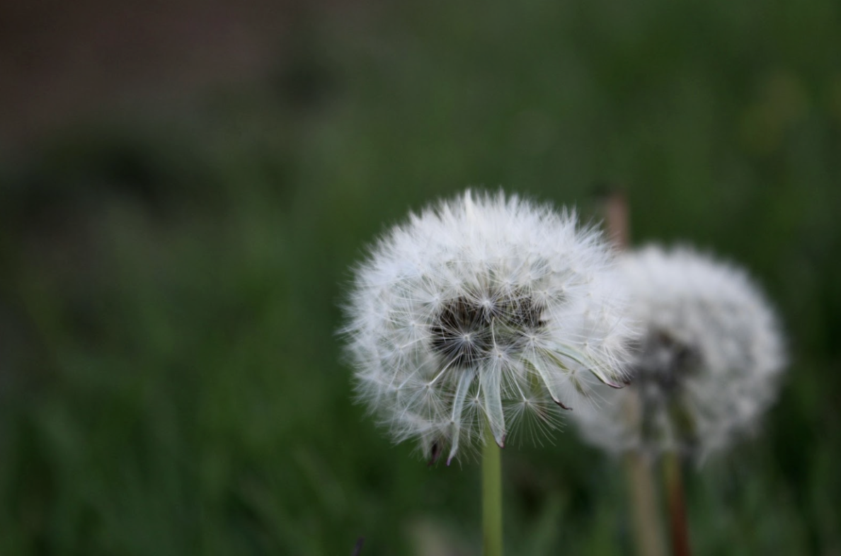 Floral Business Activator | Floral Upstart Blog